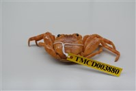 藏品(白紋方蟹)的圖片